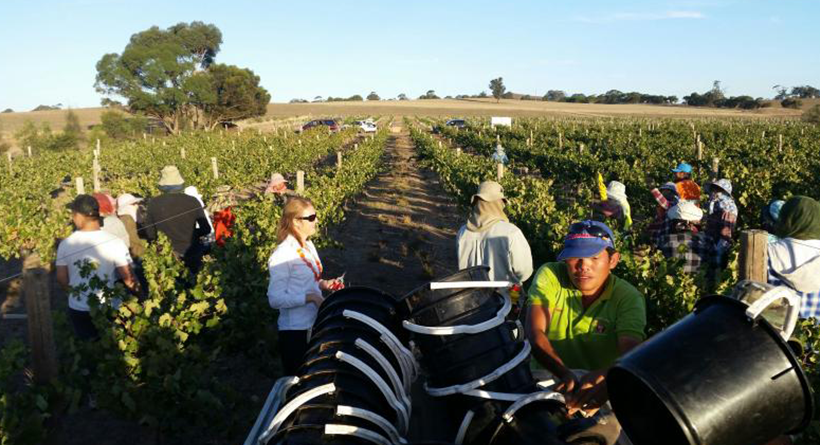 Grape picking at Garden and Field